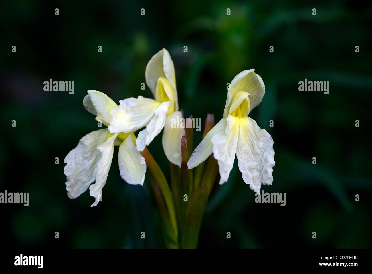 Roscoea cautleyoides Jeffrey Thomas,hardy ginger,pale yellow flowers,cream flowers,primrose yellow flowers,flower,flowering,RM floral Stock Photo