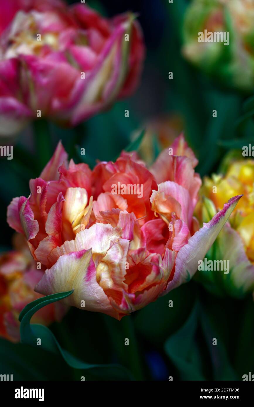 Tulip,Tulipa,Double poeny flowered tulips,peony tulips,pink orange ...