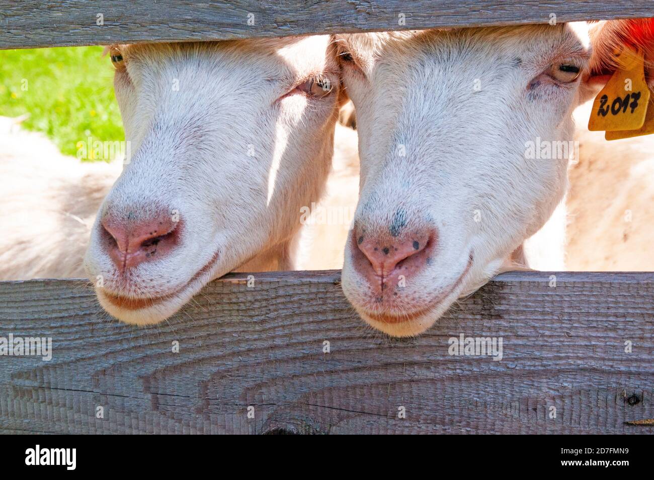 Twin goats looking through fence, Stara Fuzina, Lake Bohinj, Slovenia Stock Photo