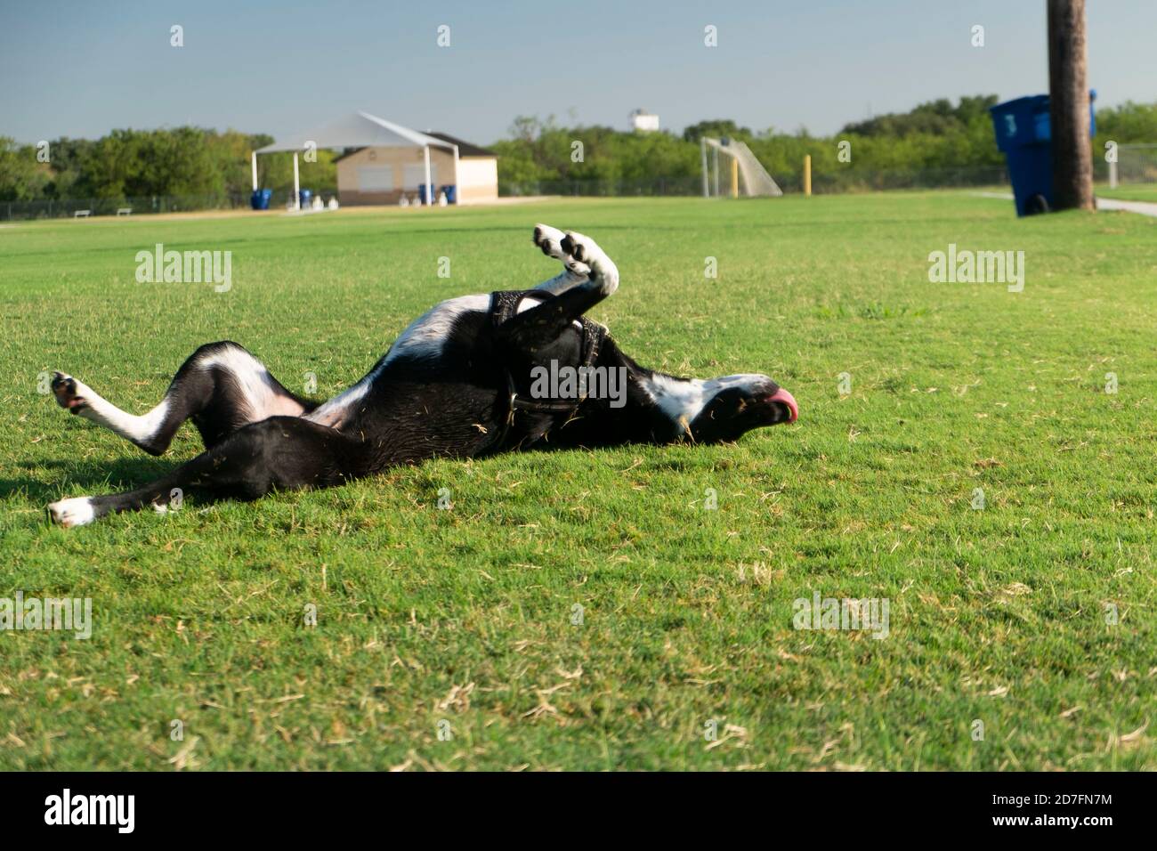 Dog Rolling in Grass Stock Photo