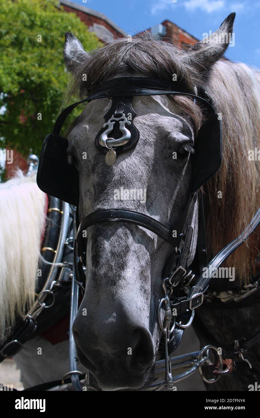 Up close image of a horse from around Wilmington, NC Stock Photo