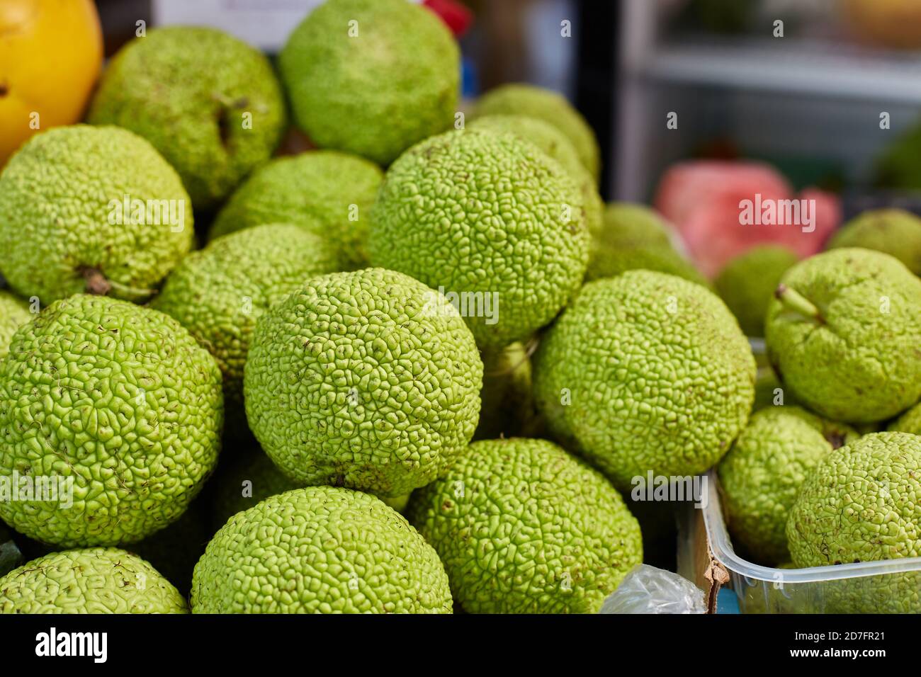 Maclura pomifera orange Apple-bearing or dye mulberry or false orange. The mulberry family. Group Rosaceae. Fruit of the tree on the counter in a box. Stock Photo