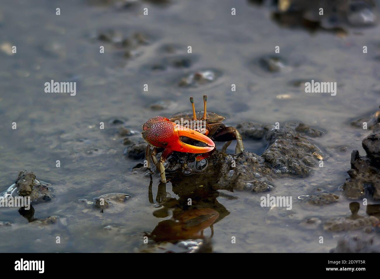 Fiddler crab on the sand or mud Stock Photo