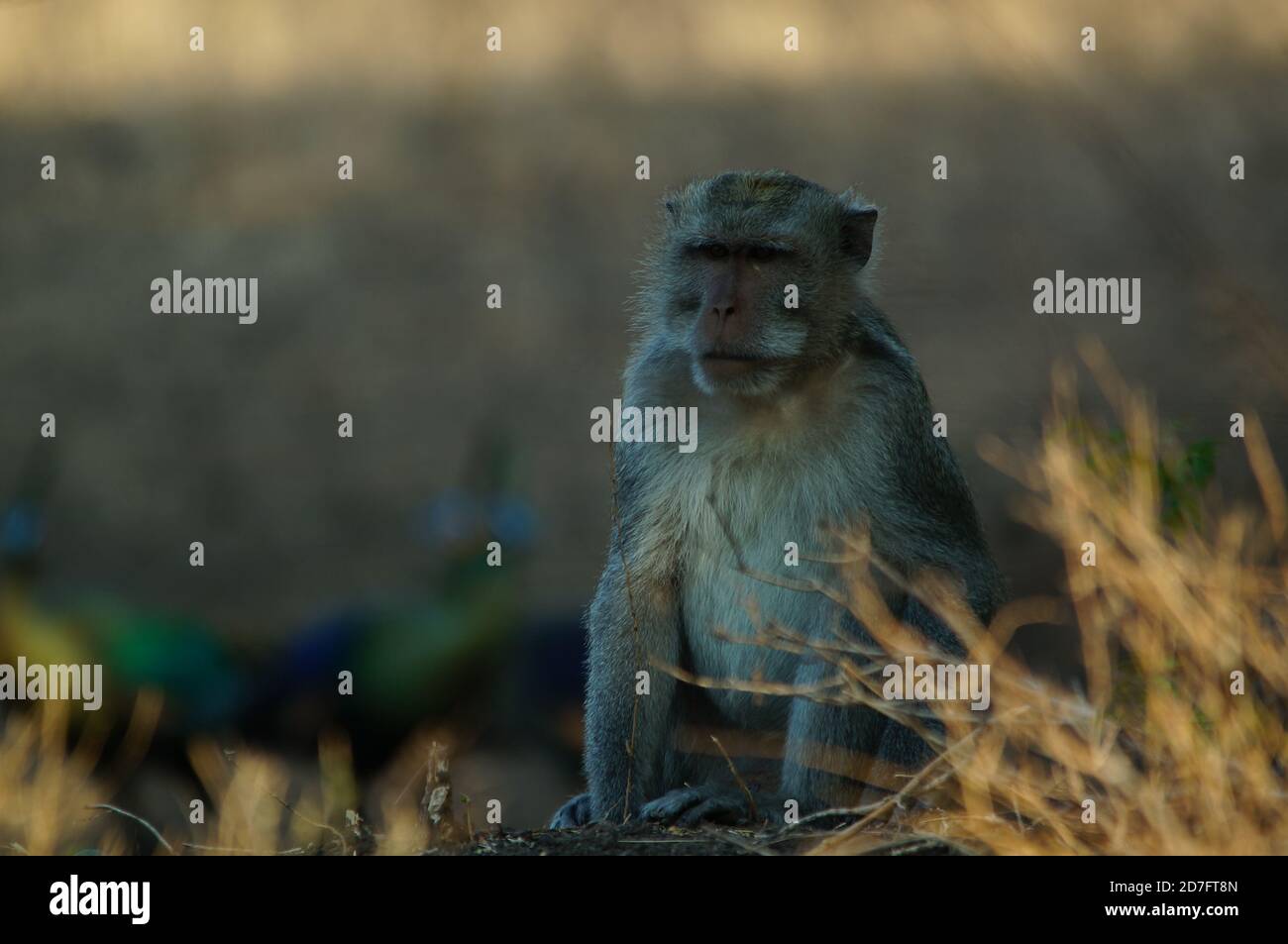 long tailed macaque in the forest, monkey in Baluran National park, Java, Indonesia Stock Photo
