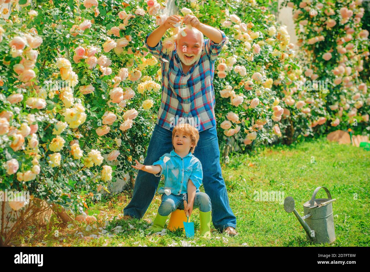 Flower rose care and watering. Grandfather with grandson gardening