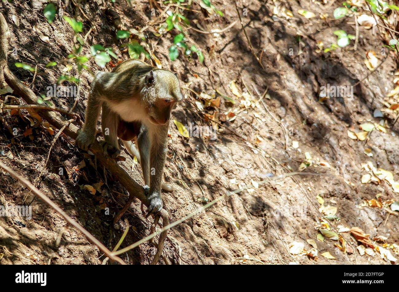 long tailed macaque in the forest, monkey in Baluran National park, Java, Indonesia Stock Photo