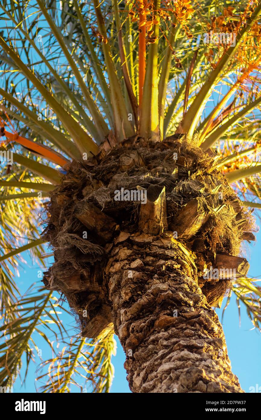 Low angle shot of a palm tree under the sunlight and a blue sky Stock ...