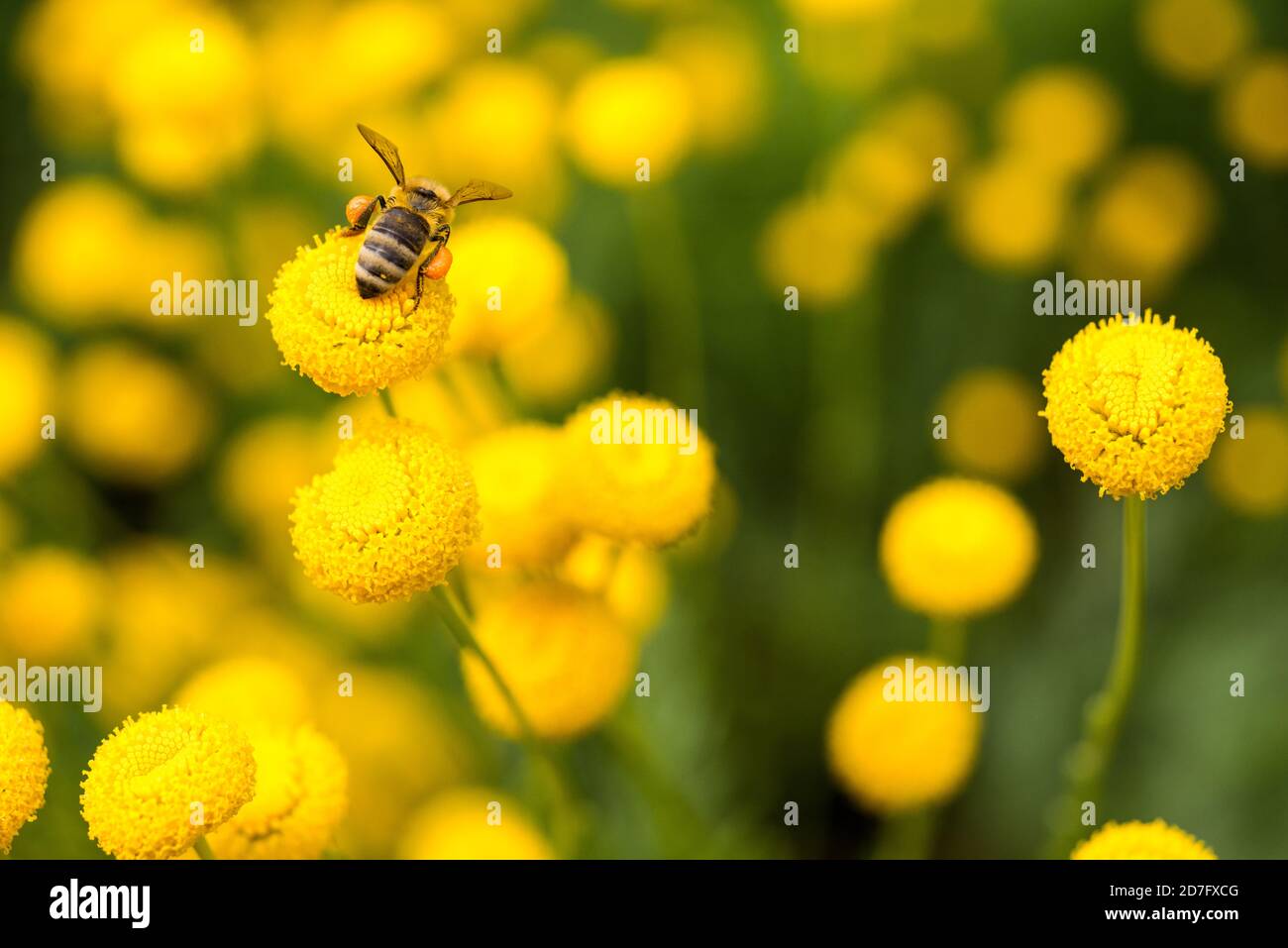 A busy bee working it's way across flashy yellow flowers Stock Photo Alamy