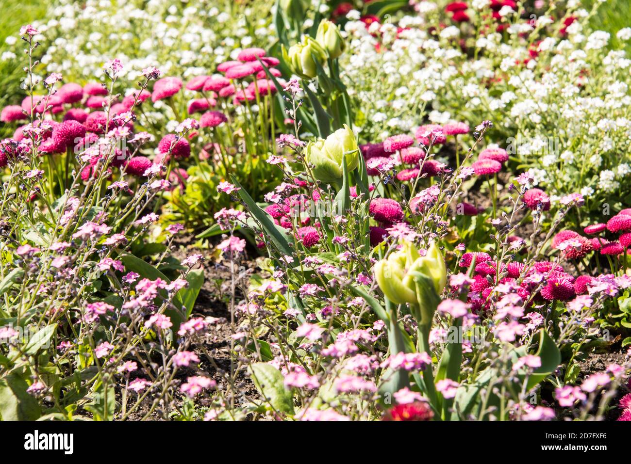 Bunte Blumenwiese im Frühjahr - colourful flourmeadow in spring Stock Photo