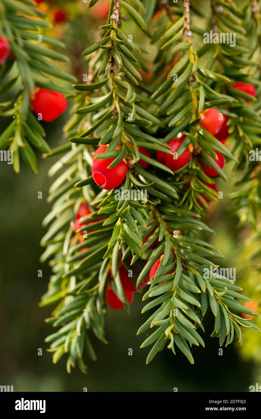 Close up of a yew tree with the typical red seed cones in autumn Stock ...