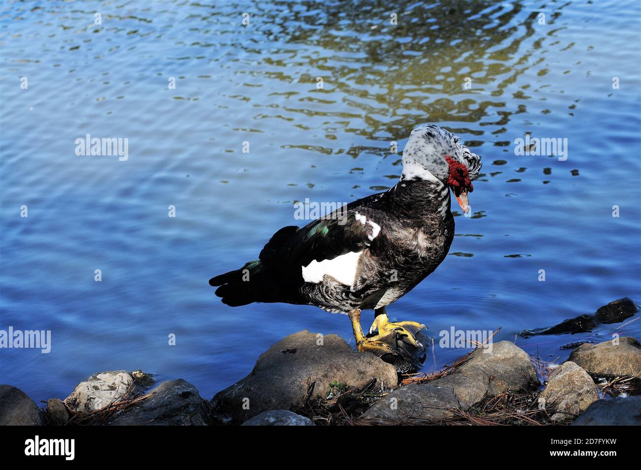 A muscovy drake duck preening . Stock Photo