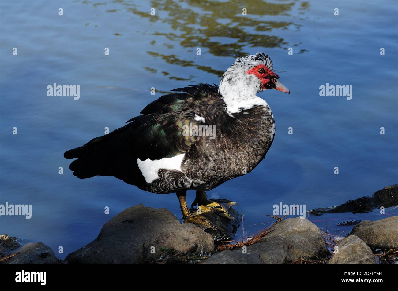 A muscovy drake duck preening . Stock Photo