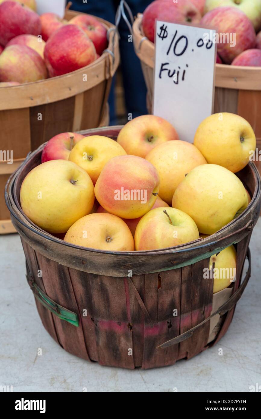 Fuji apples in basket, orchard, Michigan, USA, by James D Coppinger