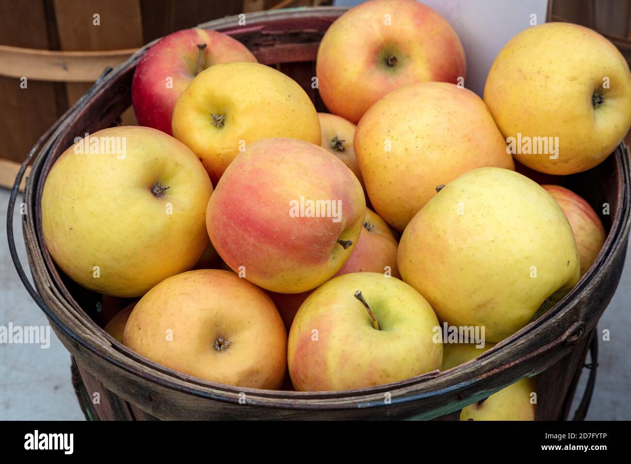 Fuji apples in basket, orchard, Michigan, USA, by James D Coppinger/Dembinsky Photo Assoc Stock Photo