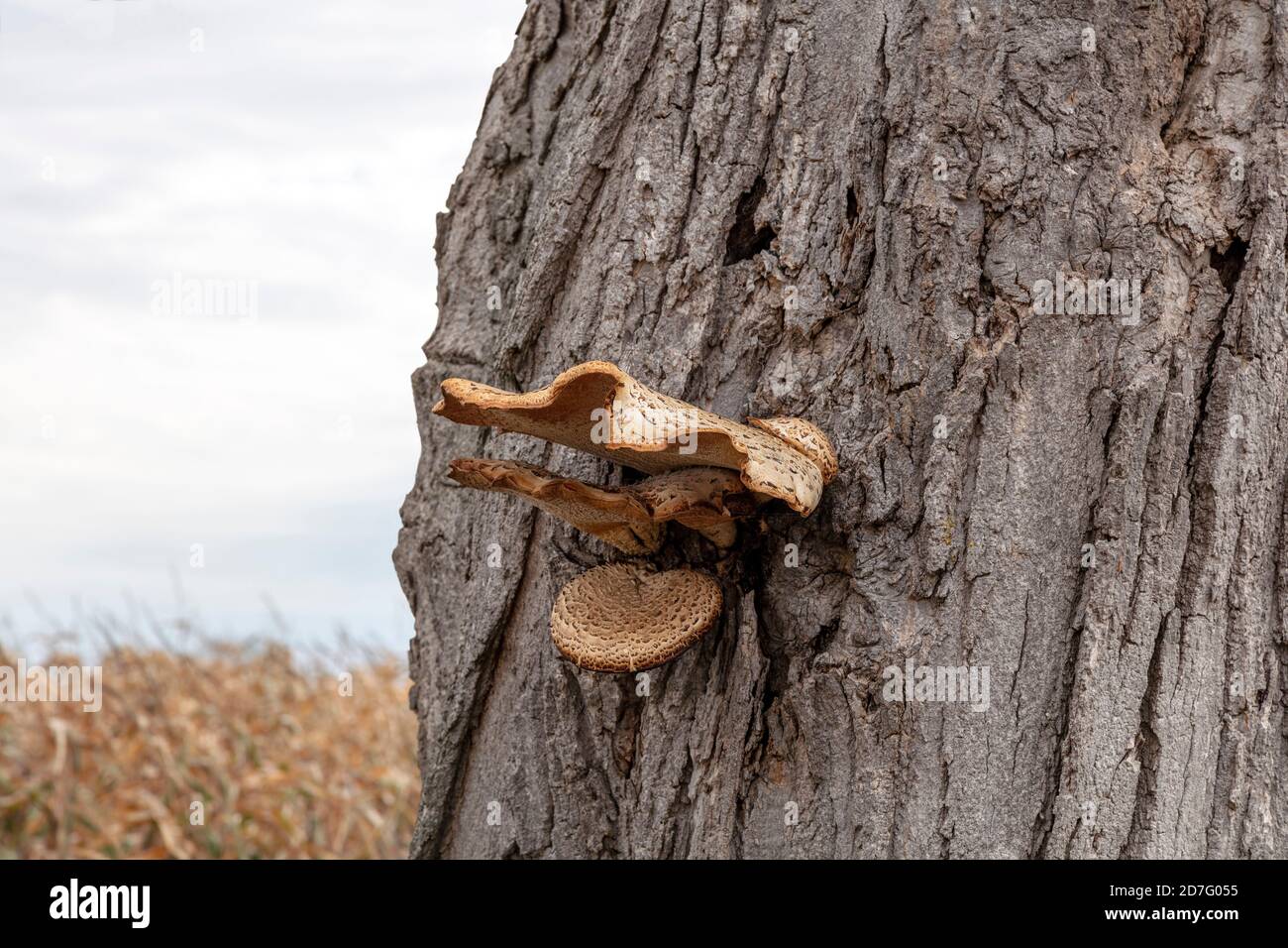 Shelf fungus growing from tree, fruiting body, E USA, by James D Coppinger/Dembinsky Photo Assoc Stock Photo