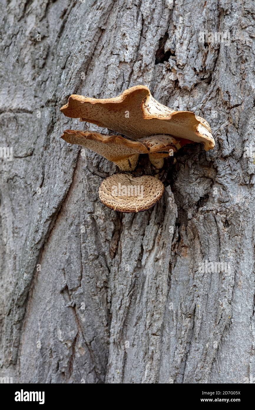 Shelf fungus growing from tree, fruiting body, E USA, by James D Coppinger/Dembinsky Photo Assoc Stock Photo