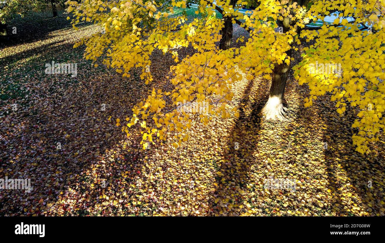 Beautiful and Colourful McKillop Park In London Ontario Canada in the fall of 2020. Luke Durda/Alamy Stock Photo