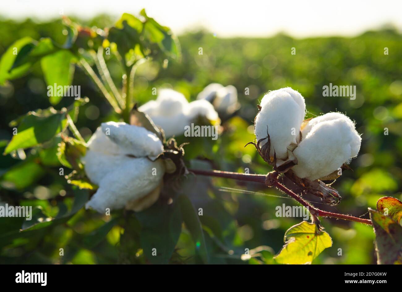 White Soft Cotton Industry Growing Naturally In Field Stock Photo