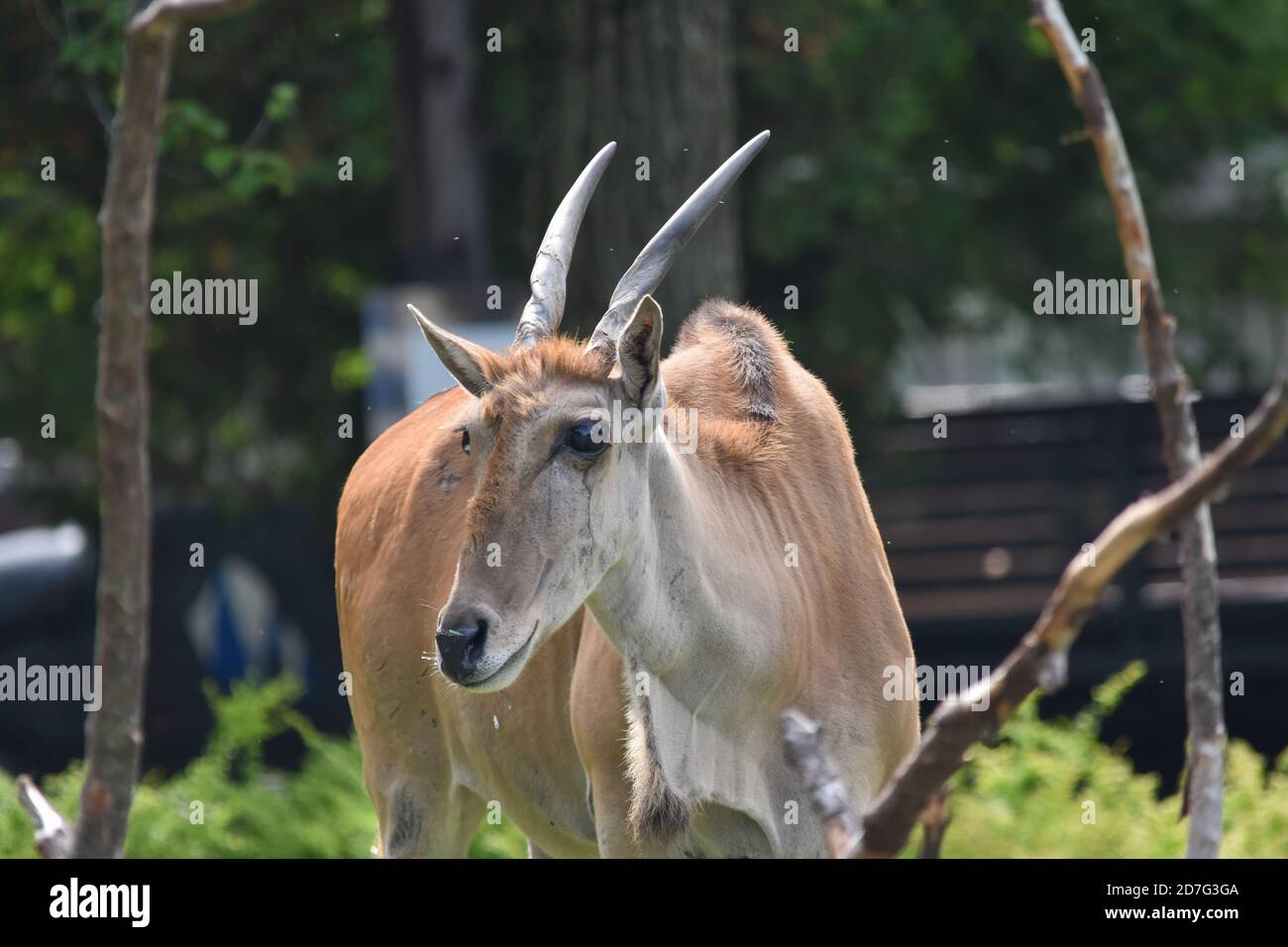 Common eland in zoo Granby, Granby, Canada Stock Photo