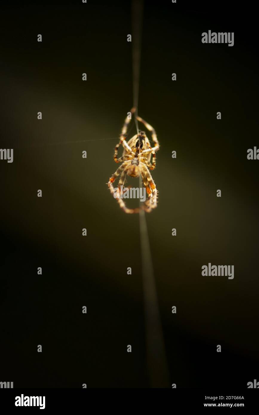 Vertical selective closeup shot hi-res stock photography and images - Alamy