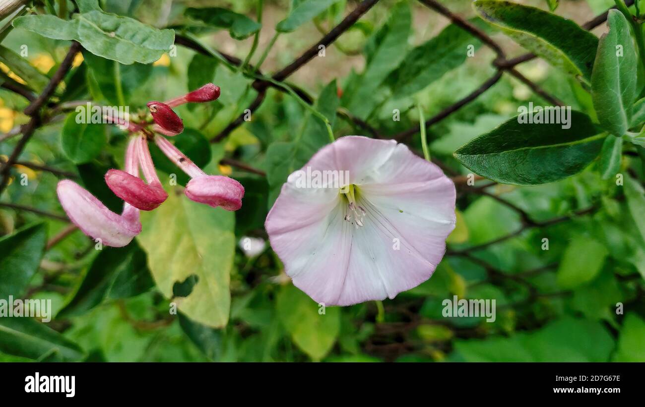 Closeup shot field bindweed hi-res stock photography and images - Alamy
