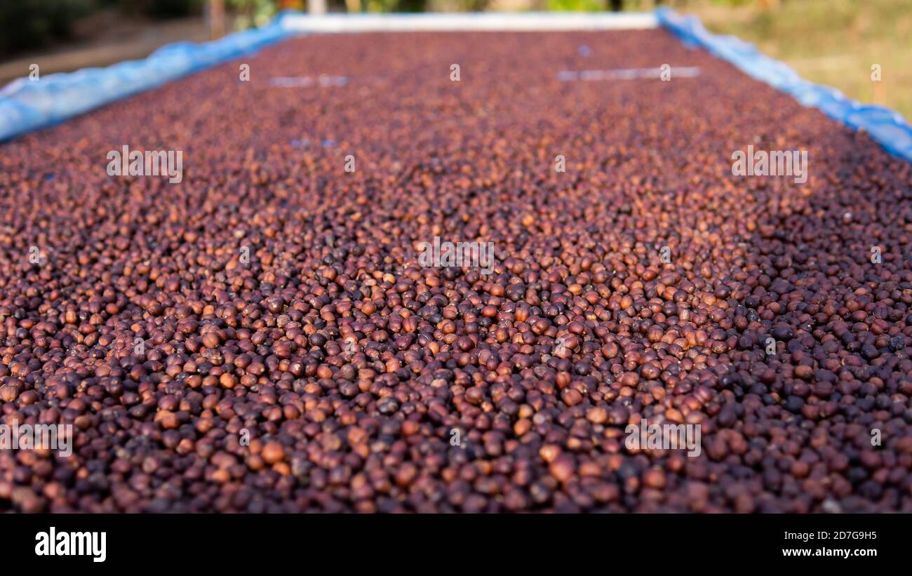 Coffee harvesting hi-res stock photography and images - Alamy