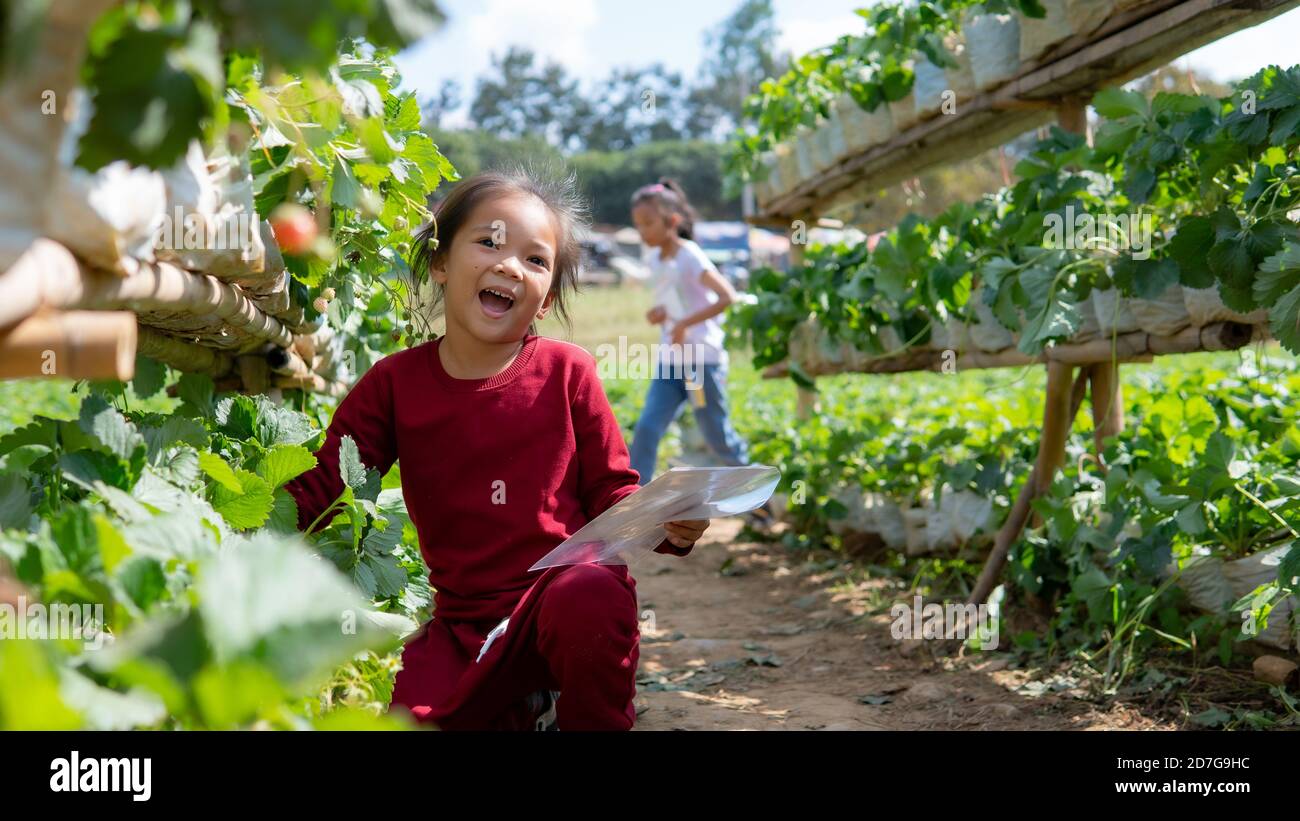 Asia kid in the strawberry field Stock Photo