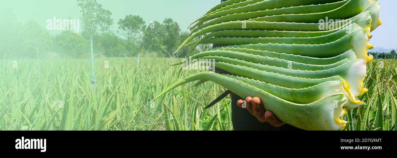 Farmer harvesting aloe vera in the plant Stock Photo - Alamy