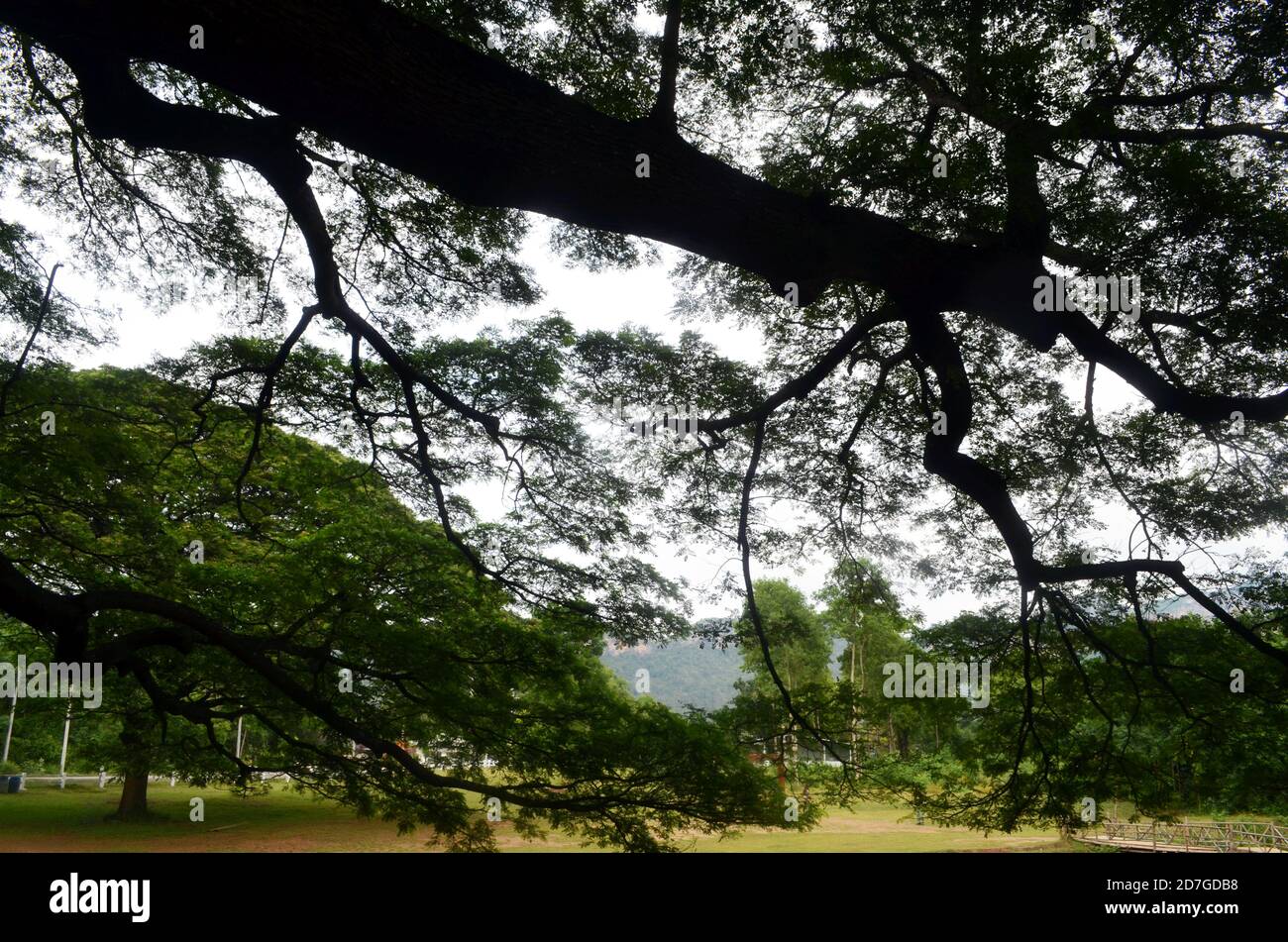 Erawan National Park, Thailand - Giant Rain Tree Stock Photo - Alamy