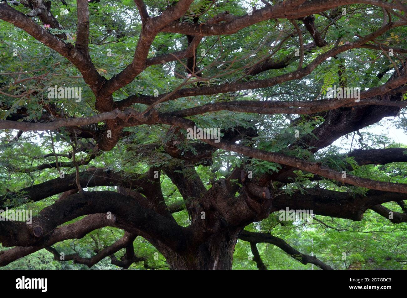 Erawan National Park, Thailand - Giant Rain Tree Stock Photo - Alamy