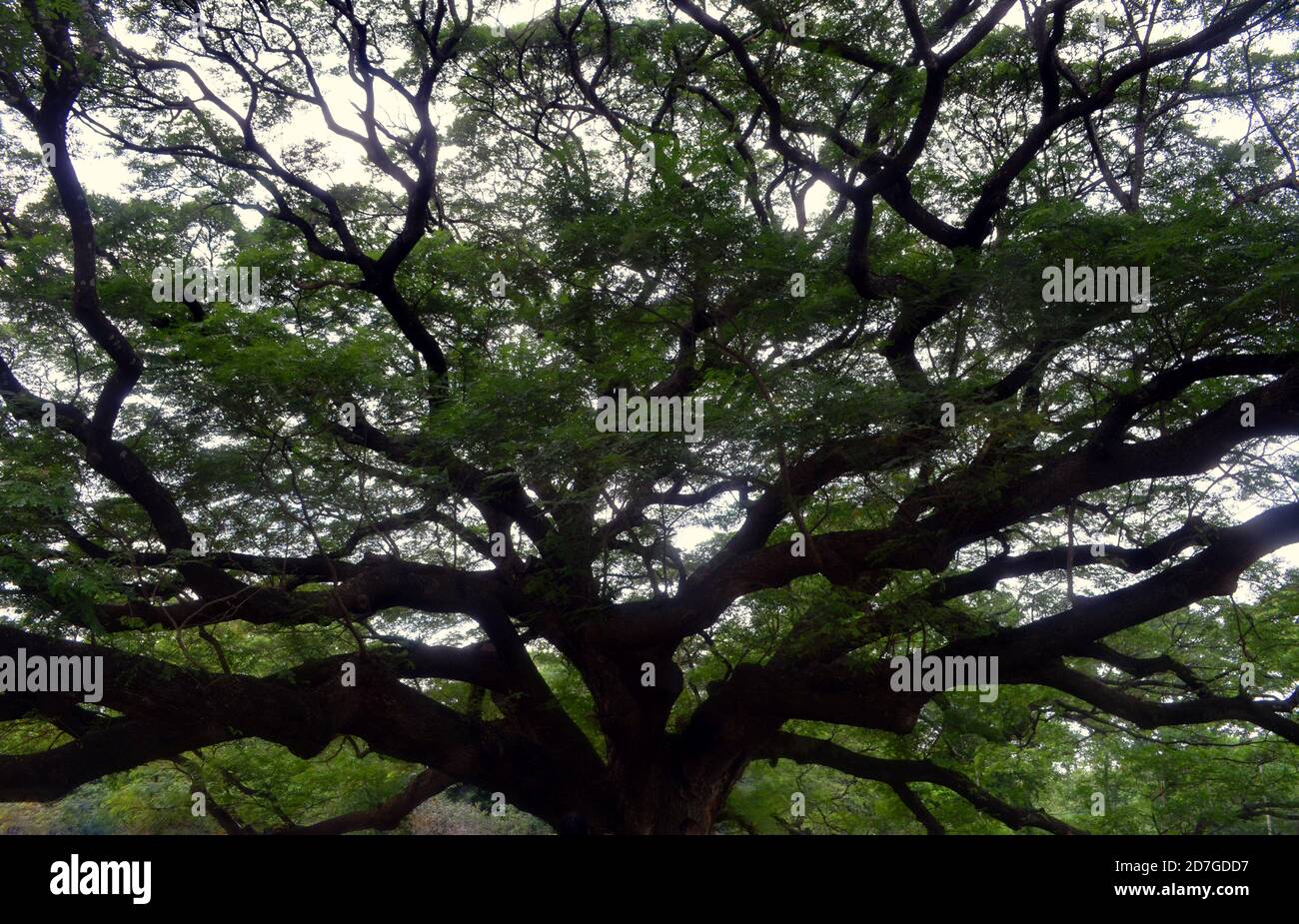 Erawan National Park, Thailand - Giant Rain Tree Stock Photo - Alamy