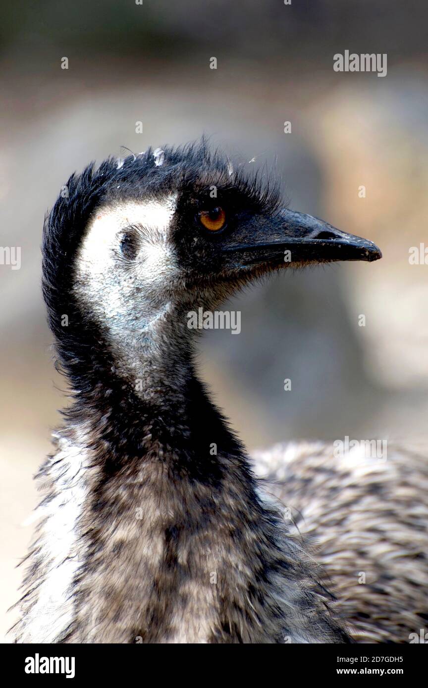 A profile portrait of a female Emu at Melbourne Zoo in Victoria, Australia. Emus are curious and will often pose for a photo - like this one did! Stock Photo