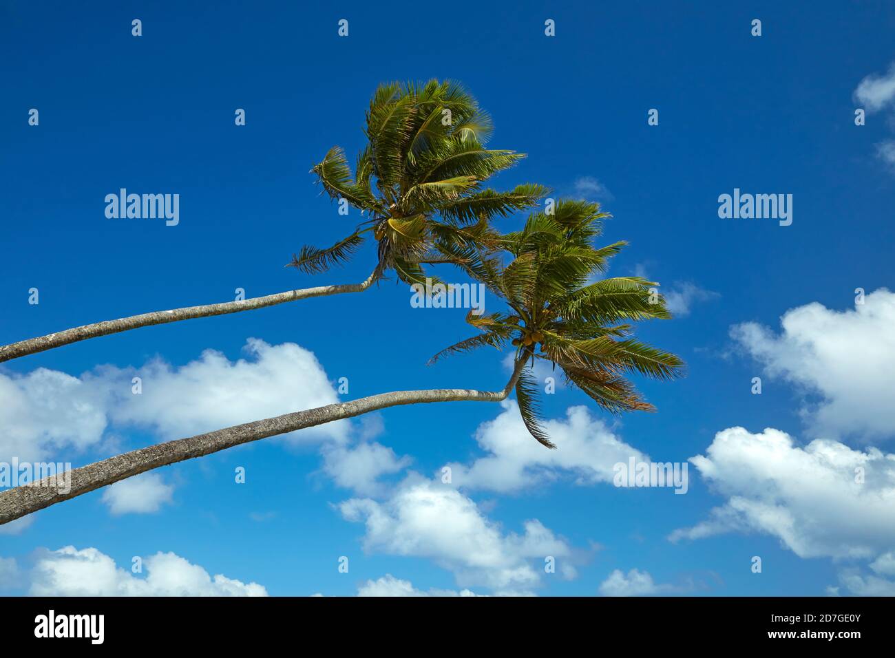 Two coconut palms, Rarotonga, Cook Islands, South Pacific Stock Photo