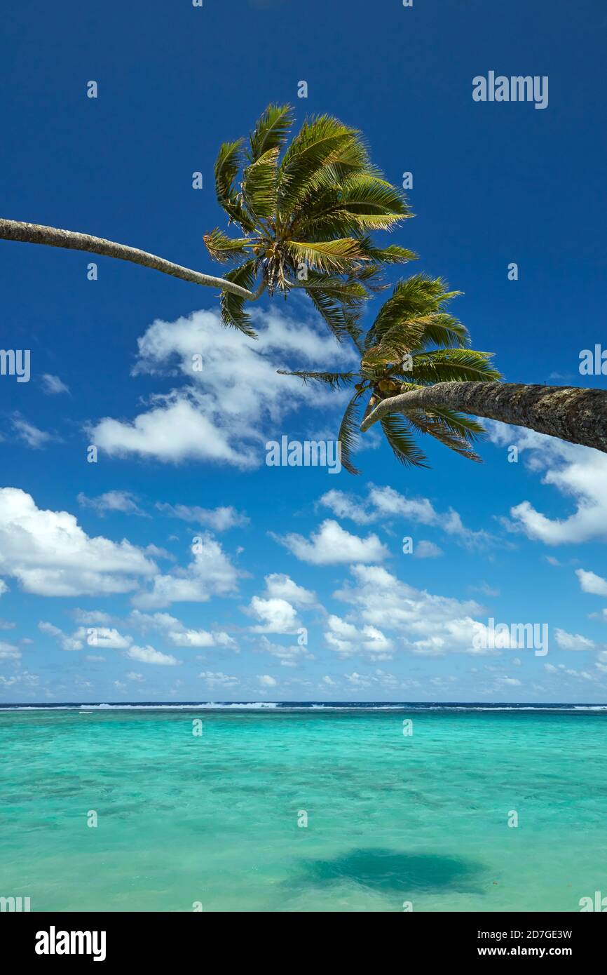 Two coconut palm trees and Pacific Ocean, Rarotonga, Cook Islands, South Pacific Stock Photo