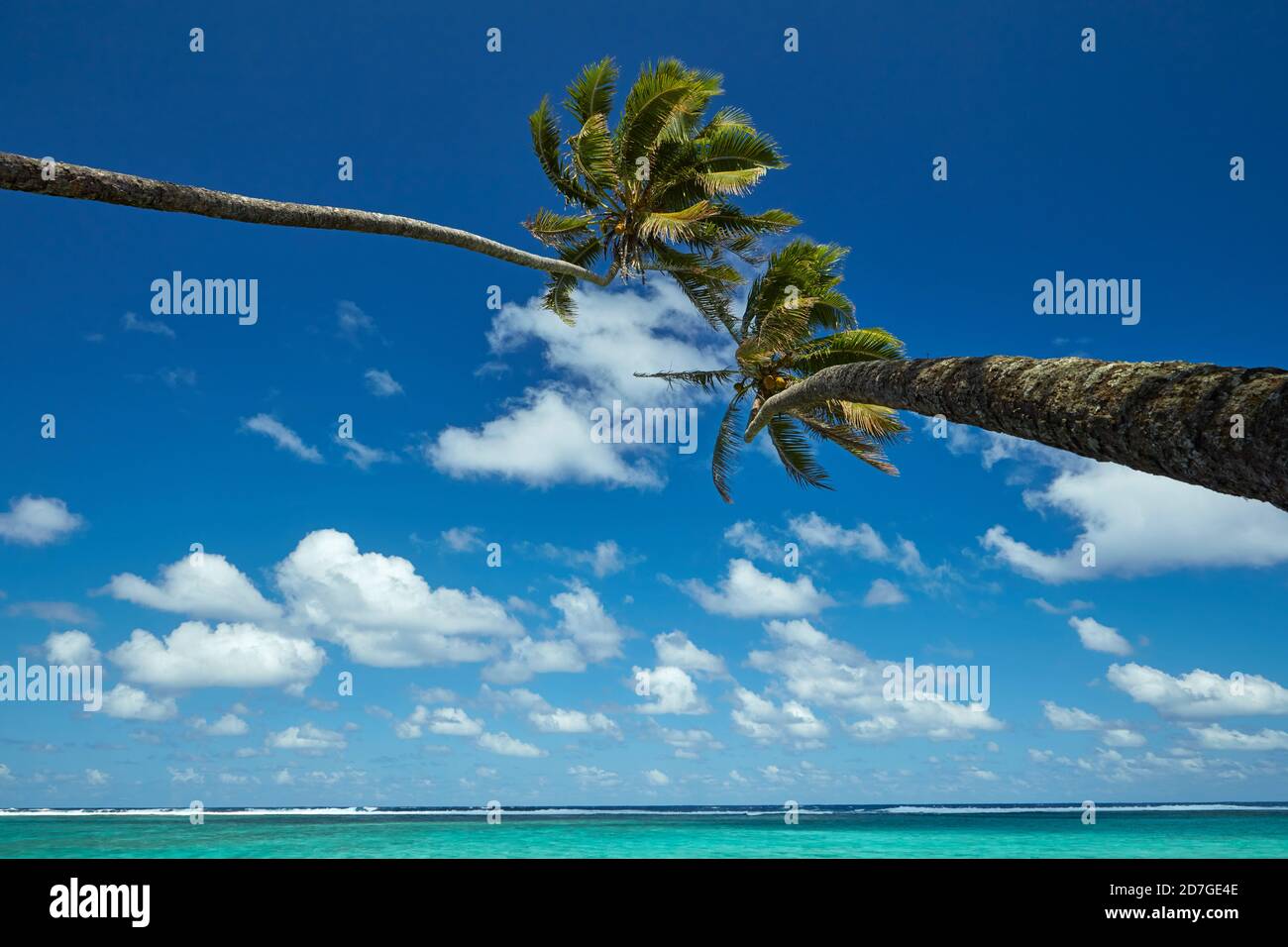 Two coconut palm trees and Pacific Ocean, Rarotonga, Cook Islands, South Pacific Stock Photo