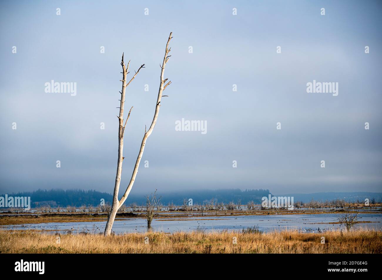 cloudy northwest day over the natural wetlands at the NIsqually Delta Stock Photo