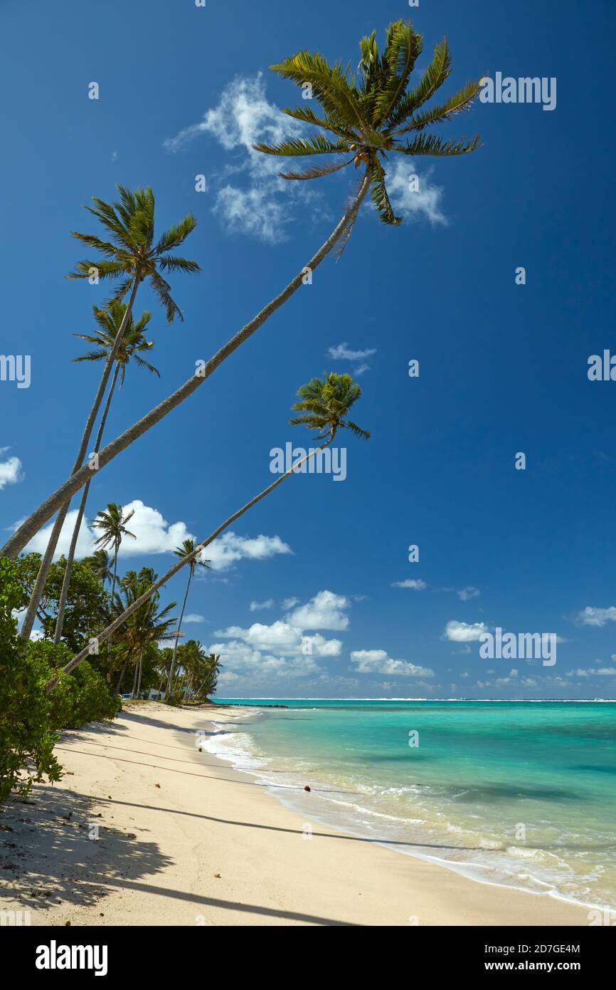 Coconut palm trees and Pacific Ocean, Rarotonga, Cook Islands, South Pacific Stock Photo
