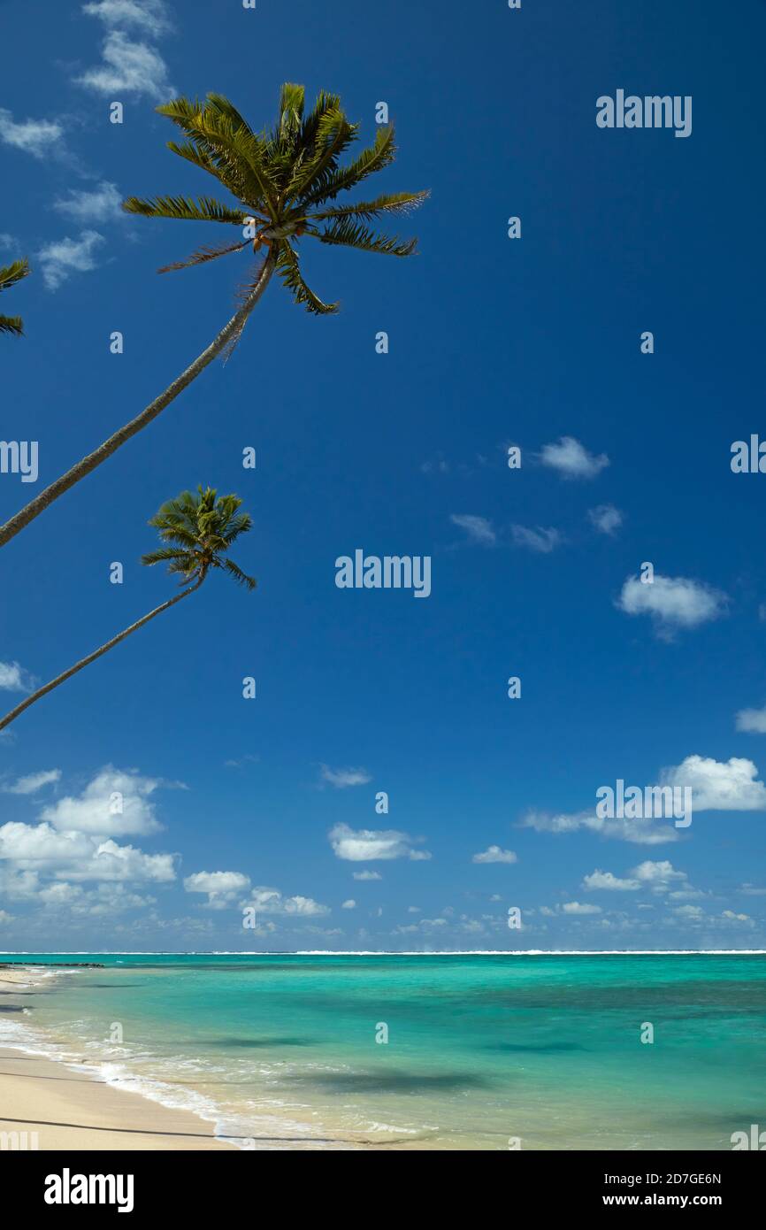 Coconut palm trees and Pacific Ocean, Rarotonga, Cook Islands, South Pacific Stock Photo