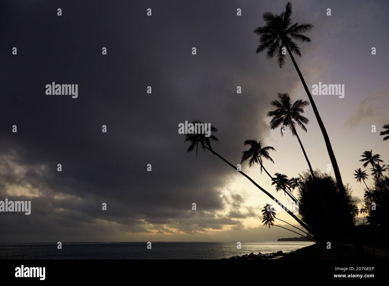 Sunset over coconut palm trees and Pacific Ocean, Rarotonga, Cook Islands, South Pacific Stock Photo