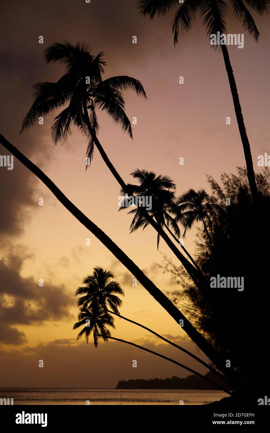 Sunset over coconut palm trees and Pacific Ocean, Rarotonga, Cook Islands, South Pacific Stock Photo