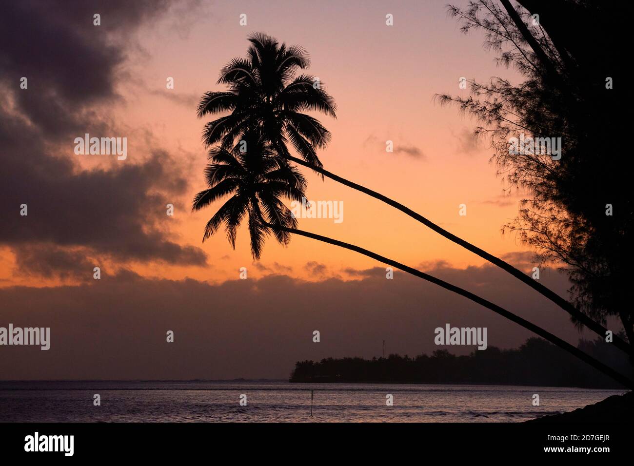 Sunset over coconut palm trees and Pacific Ocean, Rarotonga, Cook Islands, South Pacific Stock Photo