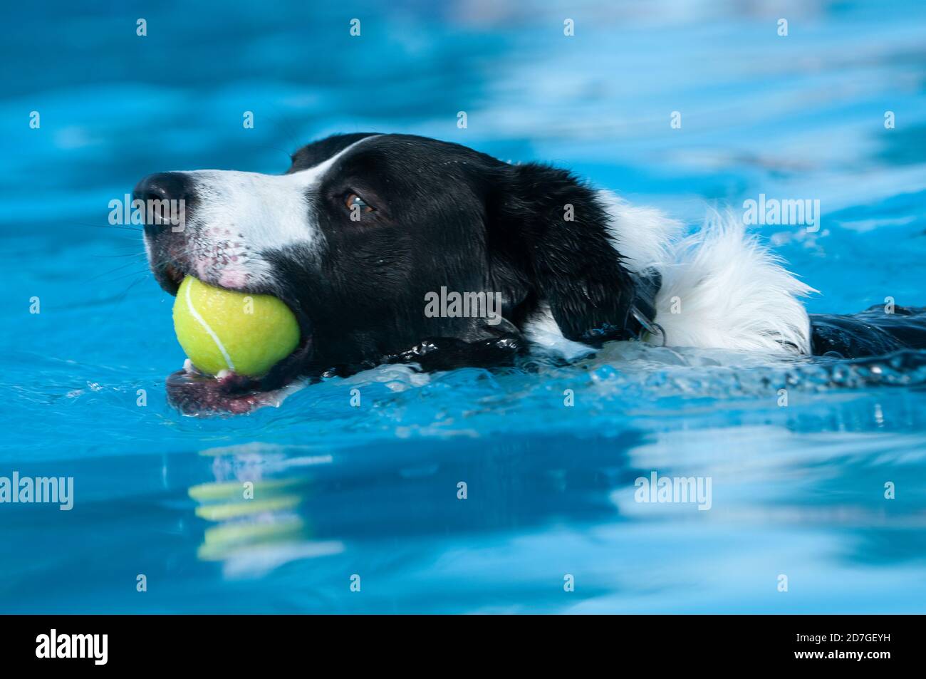 Happy dog, Black and white Border Collie, splashing to retrieve yellow ball in blue water pool Stock Photo