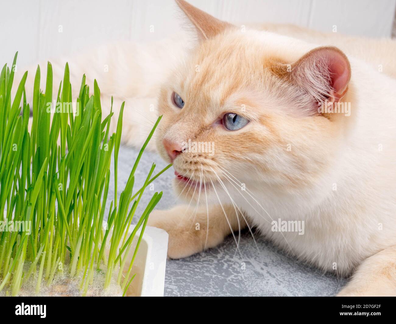 Cat is eating fresh green grass. Natural hairball treatment Stock Photo