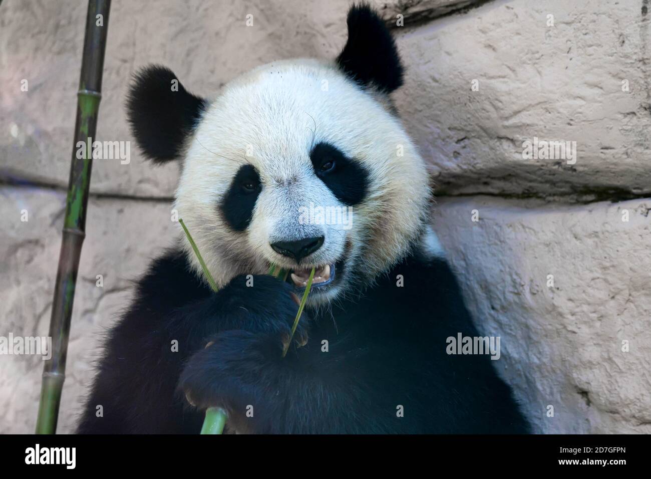 Close up of Giant panda eats some bamboo stick Stock Photo