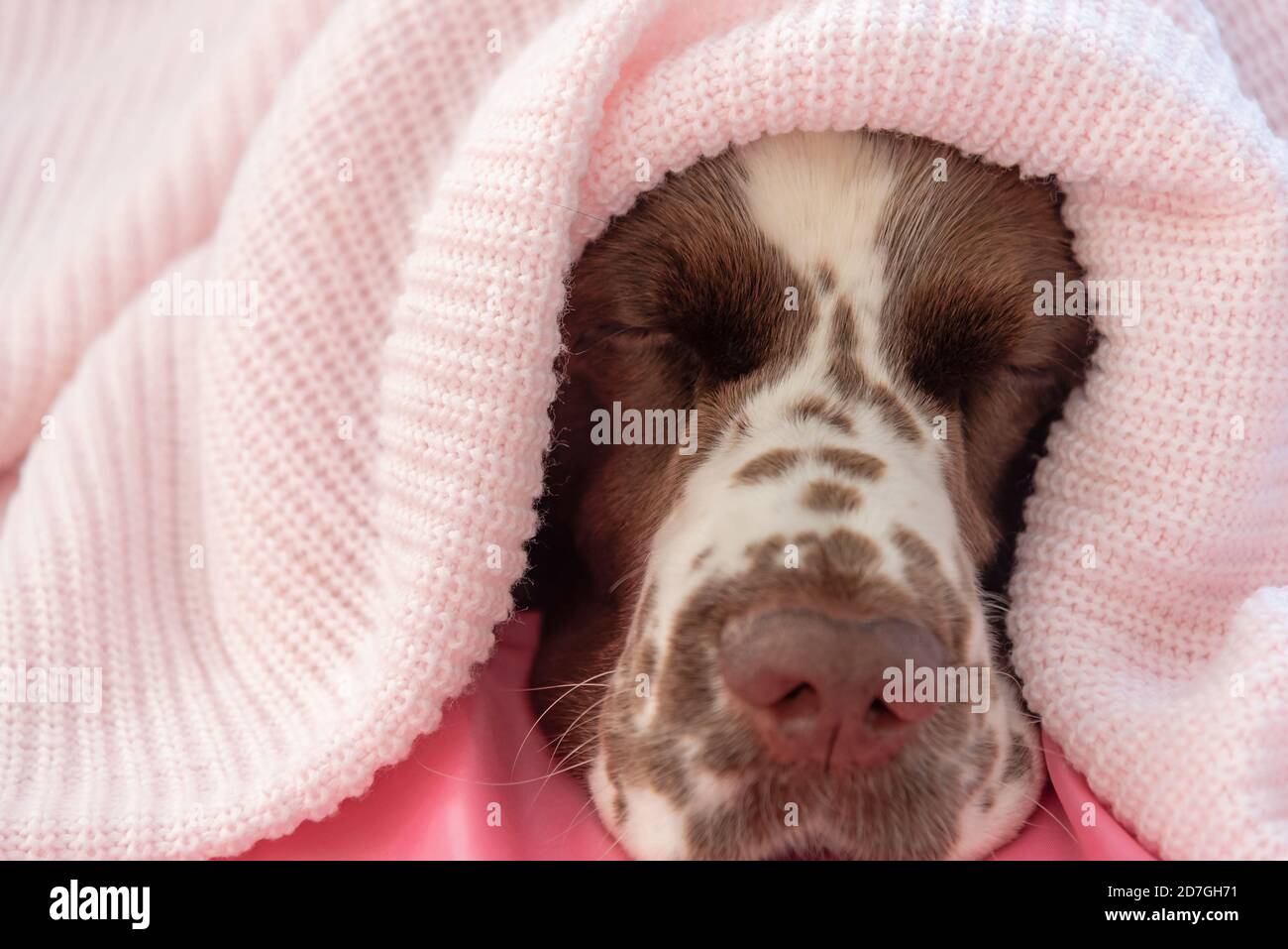English springer spaniel dog with plaid on bed with pillow Stock Photo