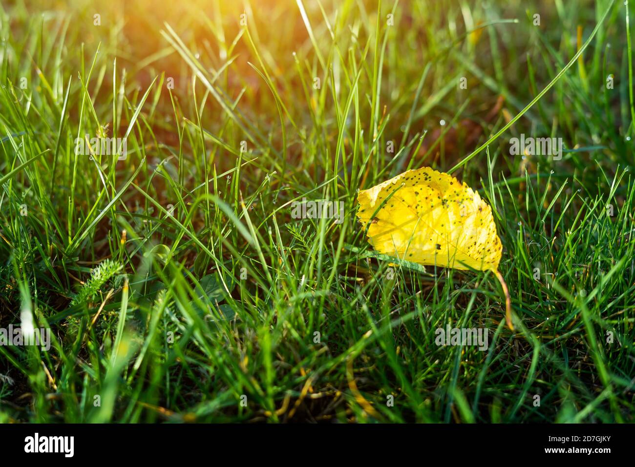 the first yellow leaf in the green grass. Early autumn Stock Photo - Alamy
