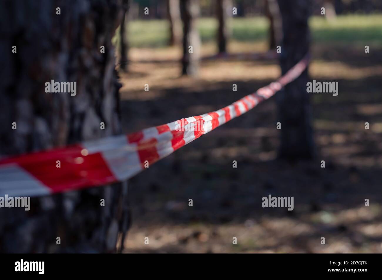Pine wood and red warning tape. Warning tape is stretched around the