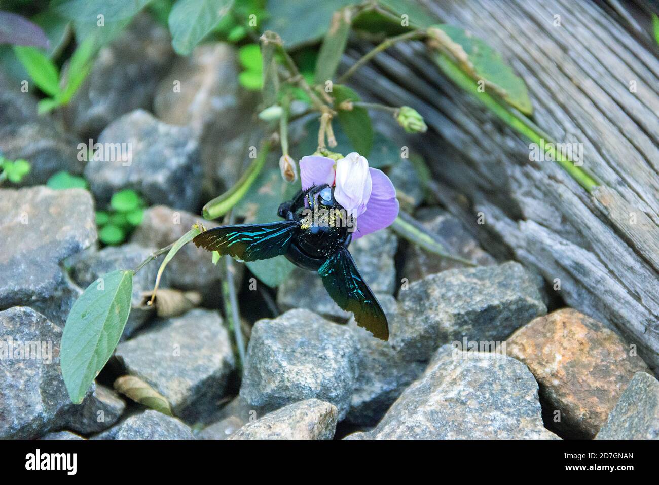 Wild bee, Carpenter bee (Xylocopa sp.) at flower collects nectar and pollinates flowers. Sri Lanka Stock Photo
