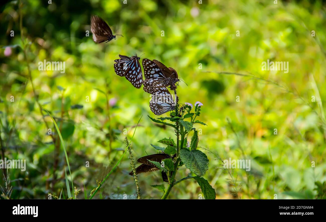 Butterflies from the genus Milkweed butterfly (Danaidae) probably