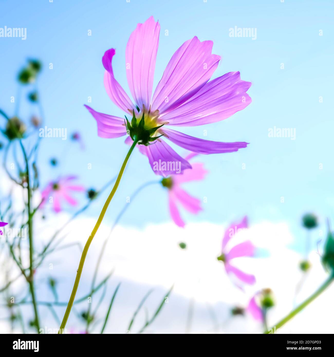 Beautiful pink cosmea flower close-up on a blue sky background, bottom view. Photo with selective focus. High quality photo Stock Photo